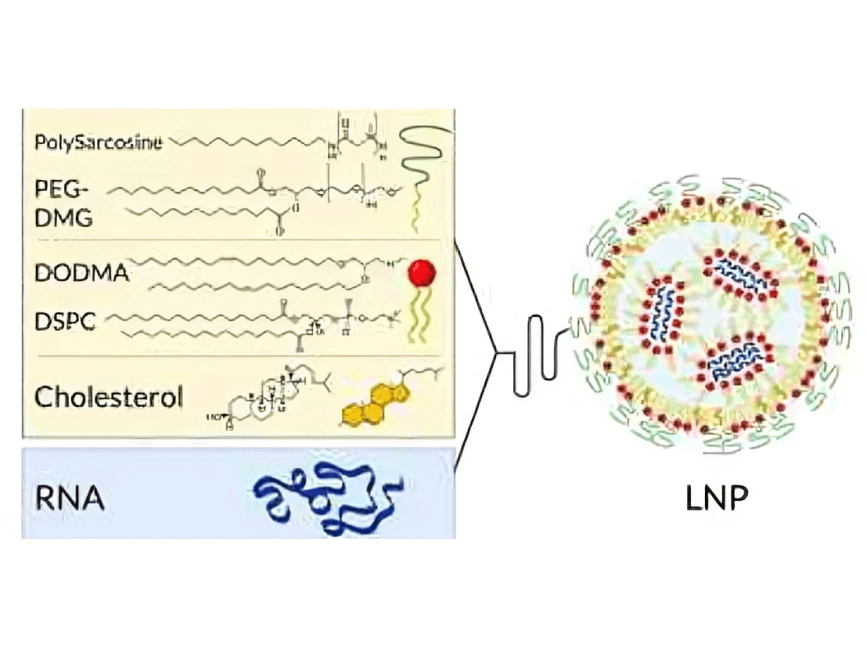 A diagram of the process of producing lipid peroxidase.